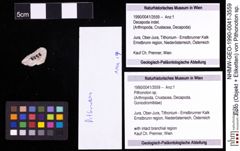 Foto (Objekt + Etiketten) von Pithonoton sp. 